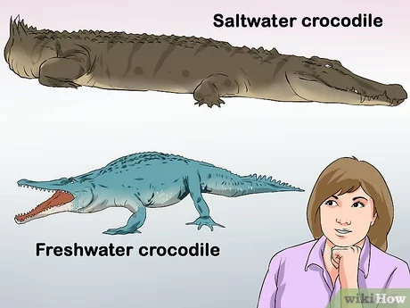 v4 460px Tell a Freshwater Crocodile from a Saltwater Crocodile Step 1 Version 2.jpg