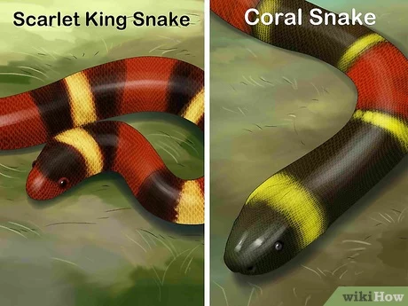 v4 460px Tell the Difference Between a King Snake and a Coral Snake Step 1 Version 5.jpg
