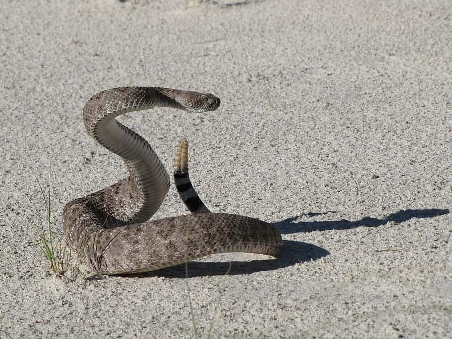 wesstern diamond back rattlesnake