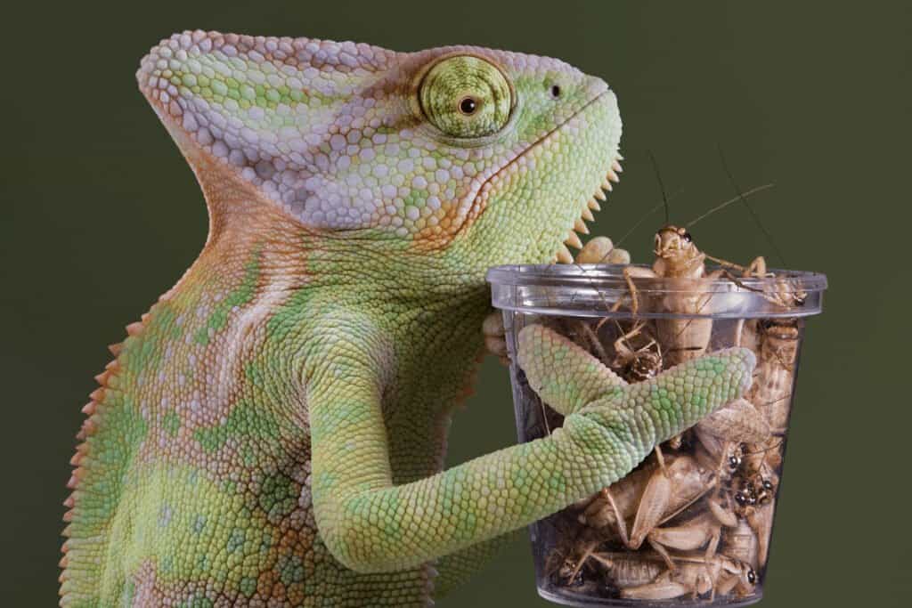what do jackson chameleons eat 2 1024x683 1