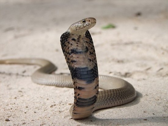 what is a female cobra