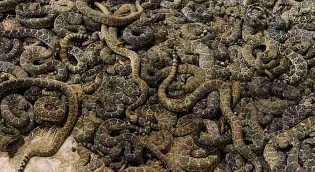 what is a group of rattlesnakes called