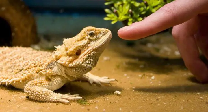 why bearded dragons are such great pets