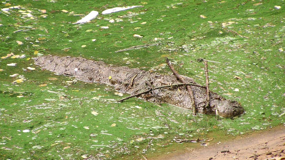Are Alligators Smart?