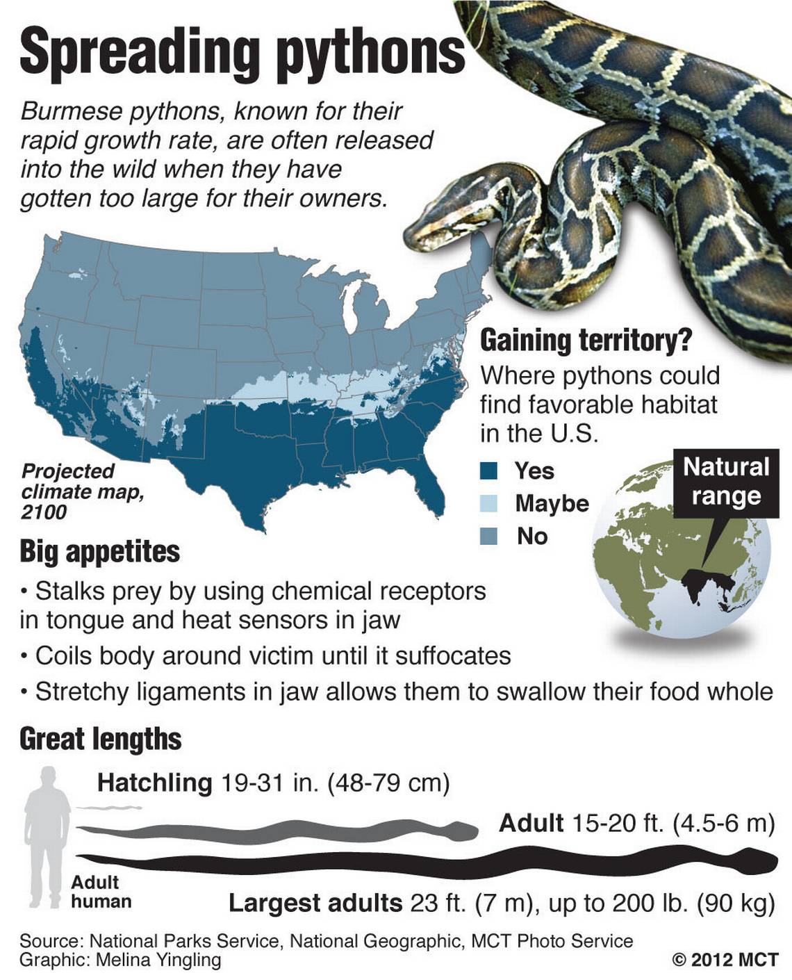 What States Can You Own a Burmese Python?