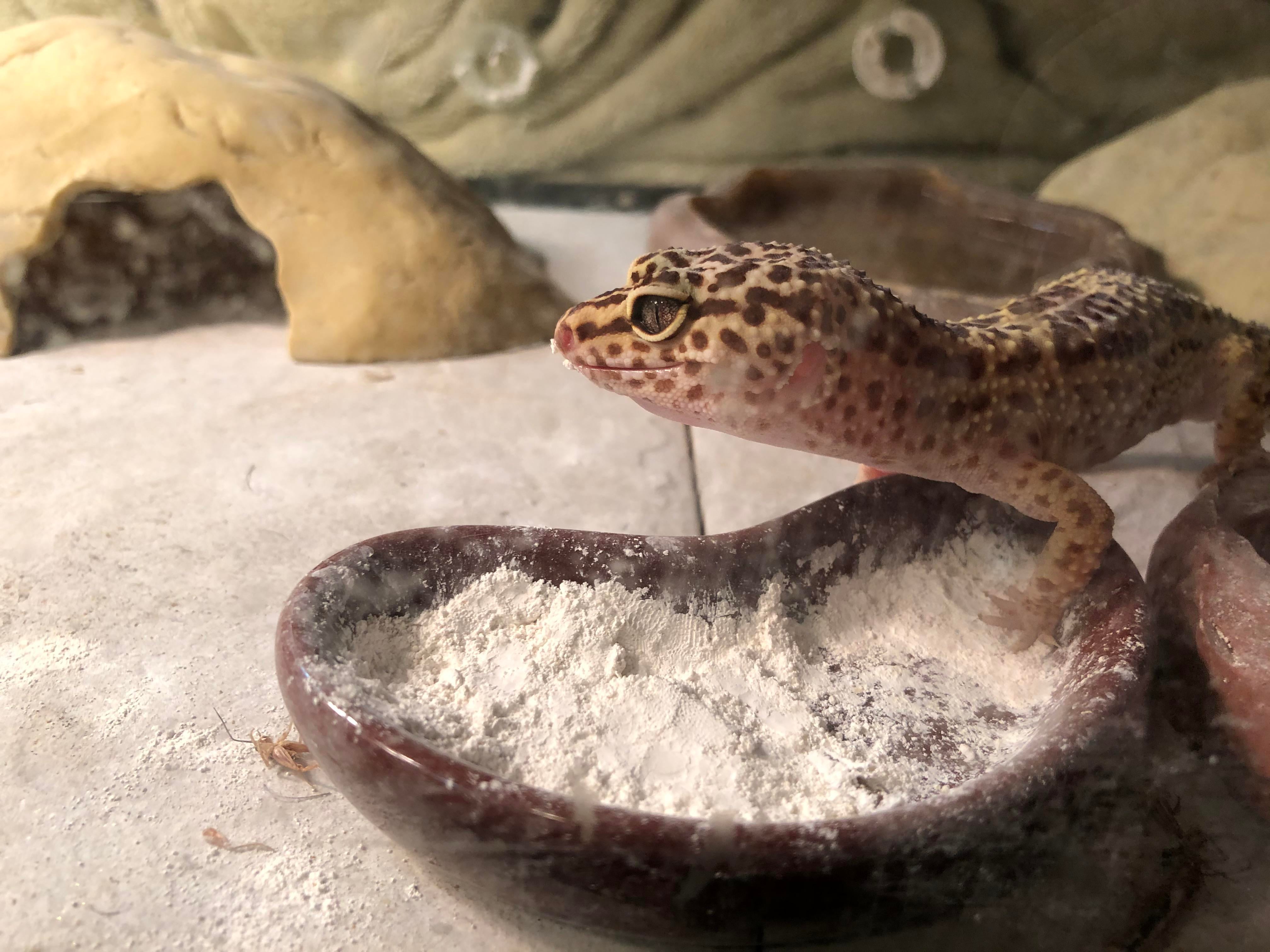 Do Leopard Geckos Need Calcium Powder?