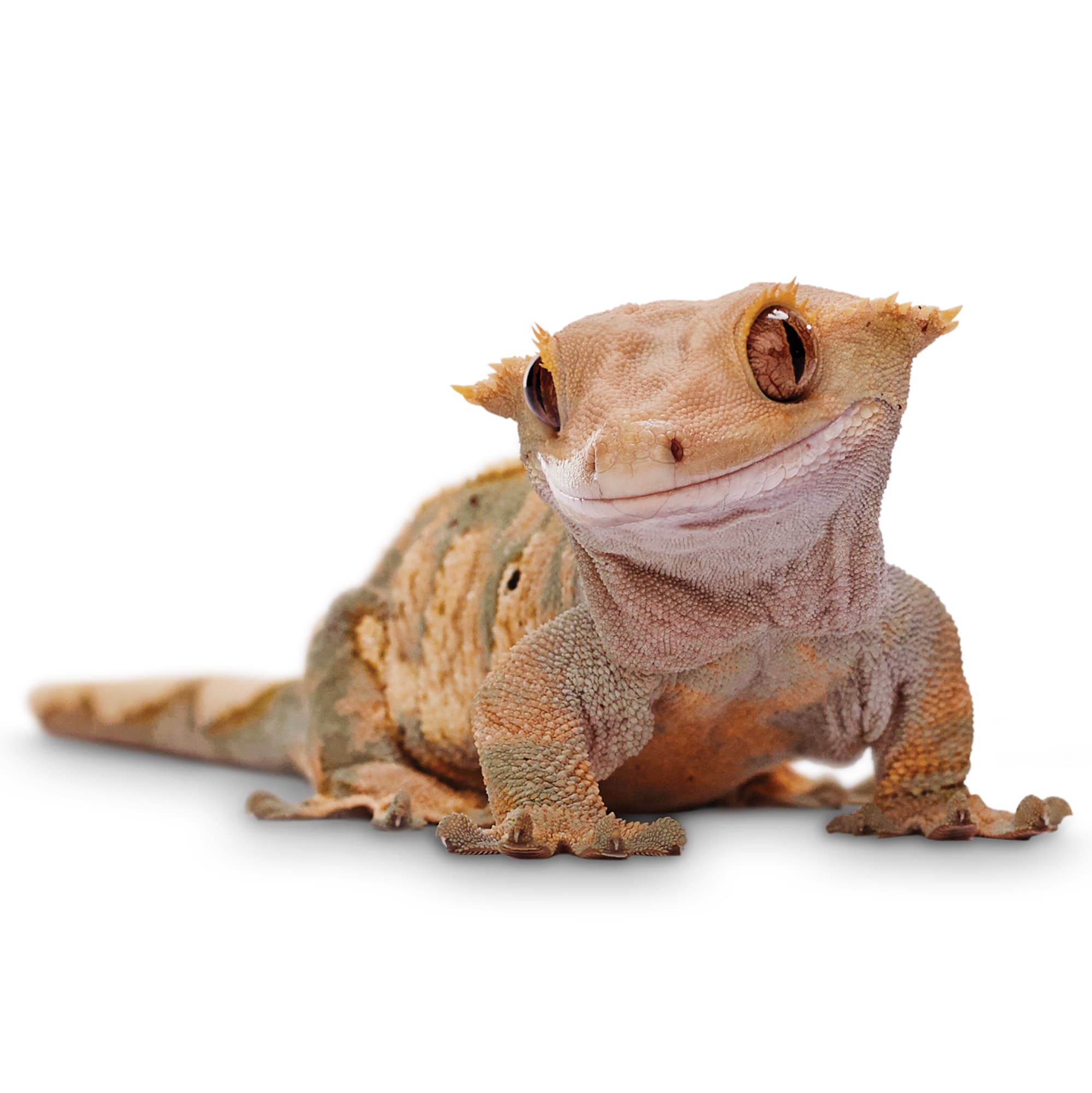 How Much Do Crested Geckos Cost?