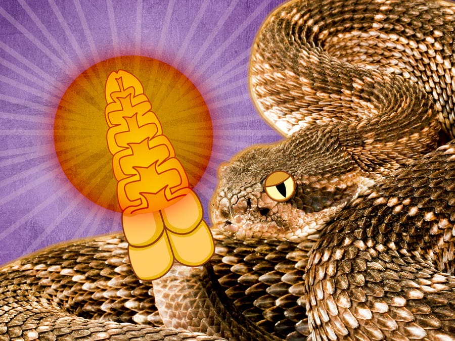 How Rattlesnake Make Sound?