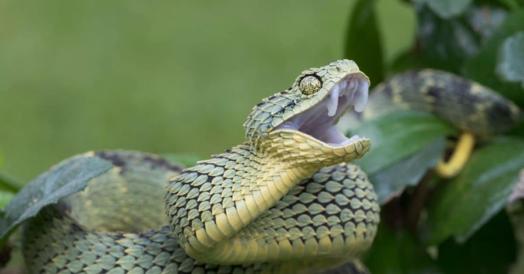Are Bush Vipers Endangered