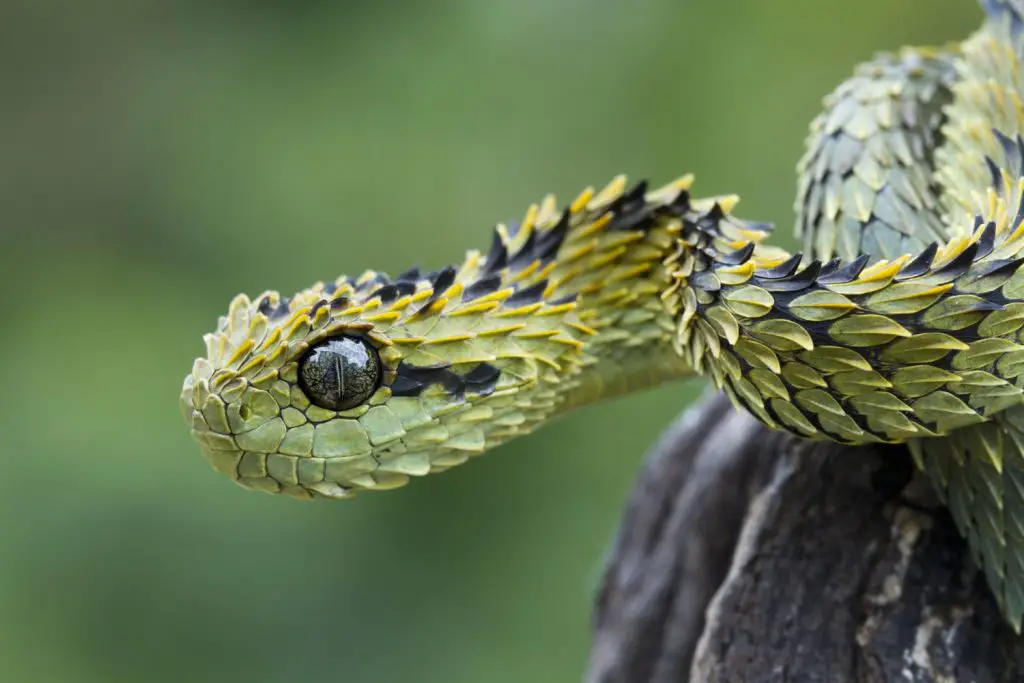 Are Bush Vipers Poisonous