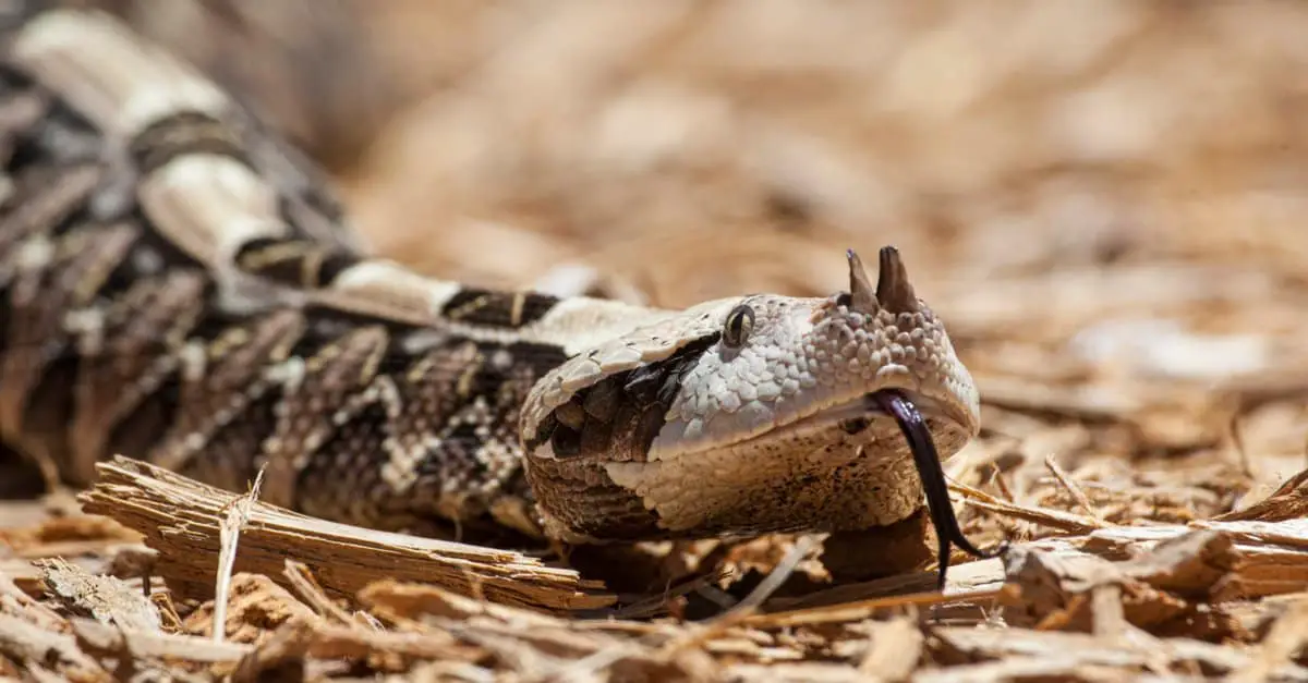 Are Gaboon Vipers Deadly?