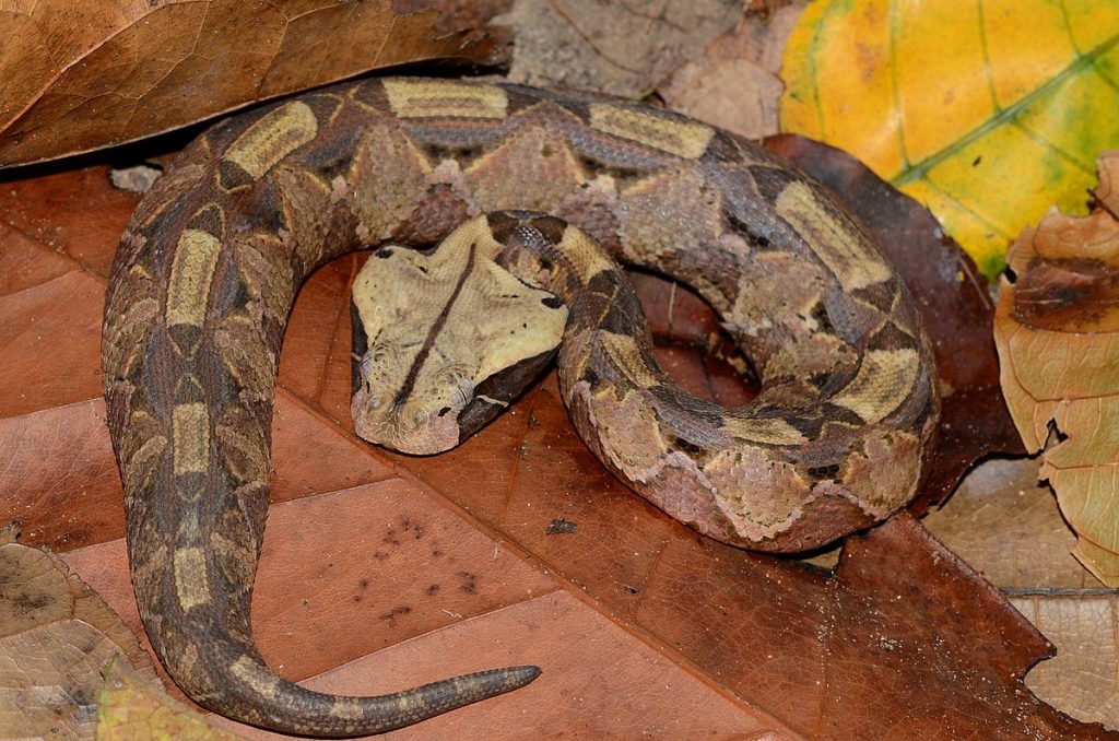 Are Gaboon Vipers Poisonous