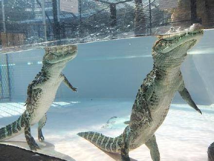 Do Alligators Float