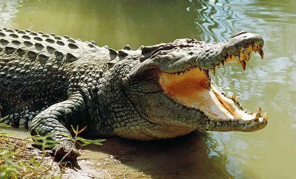 Do Alligators Growl