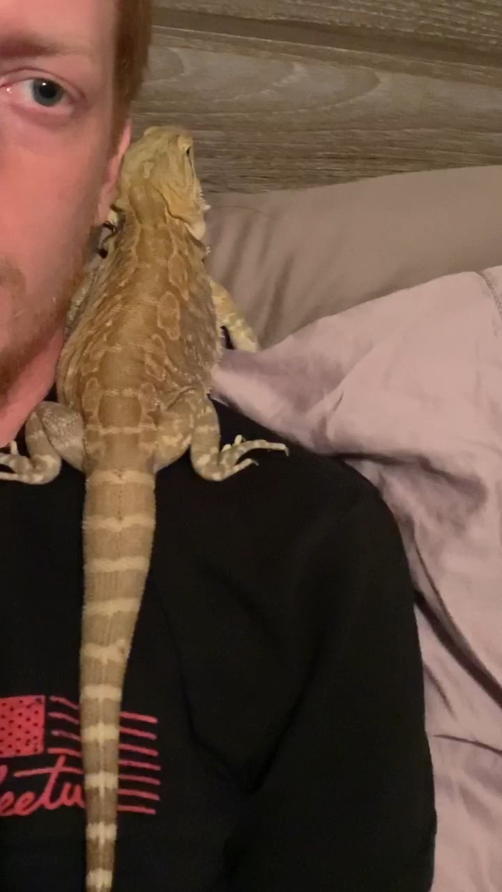 Why Does My Bearded Dragon Wiggle on Me?