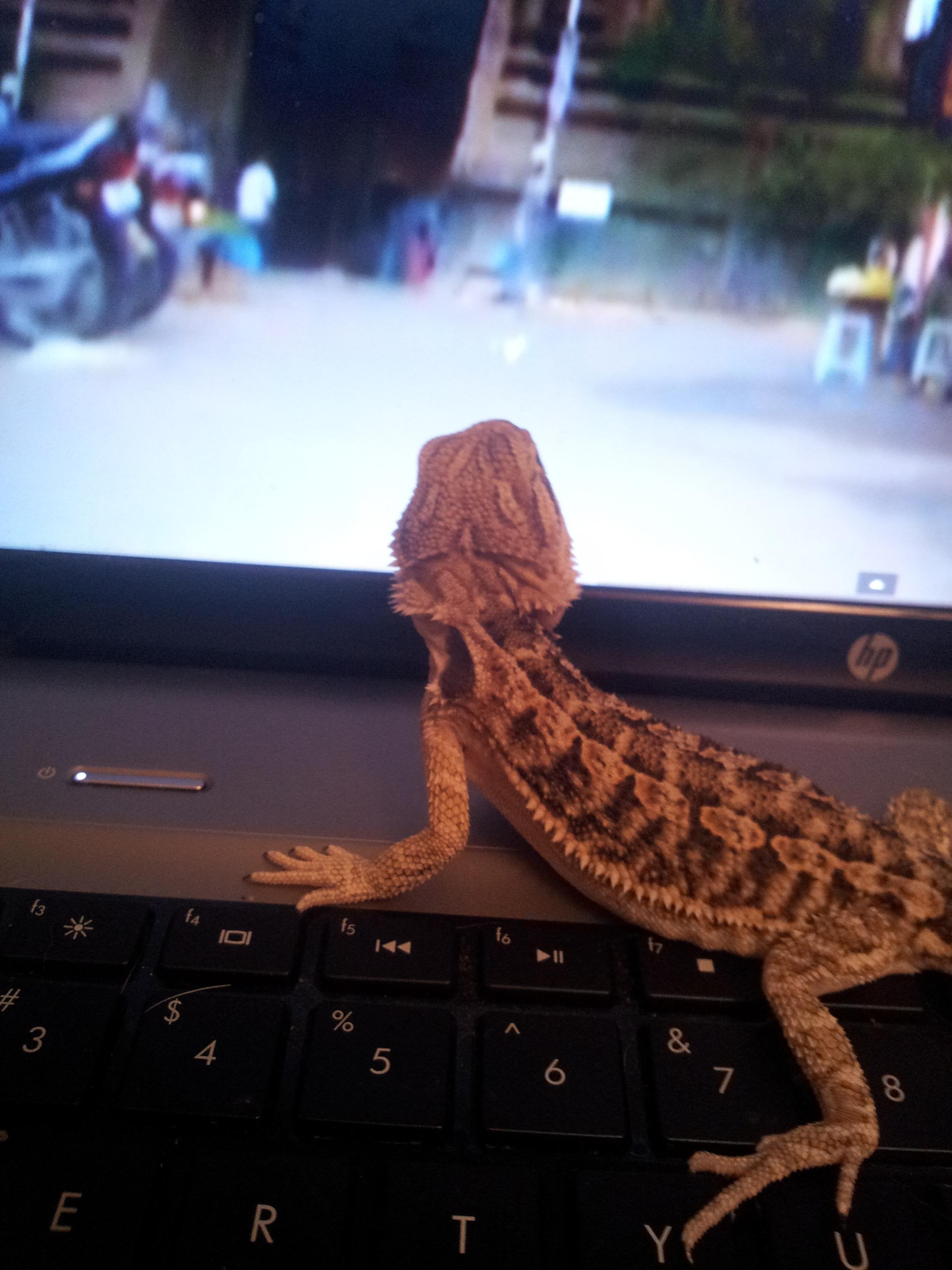Do Bearded Dragons Like to Watch Tv?