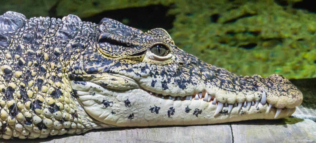 What Color Are Alligators Eyes