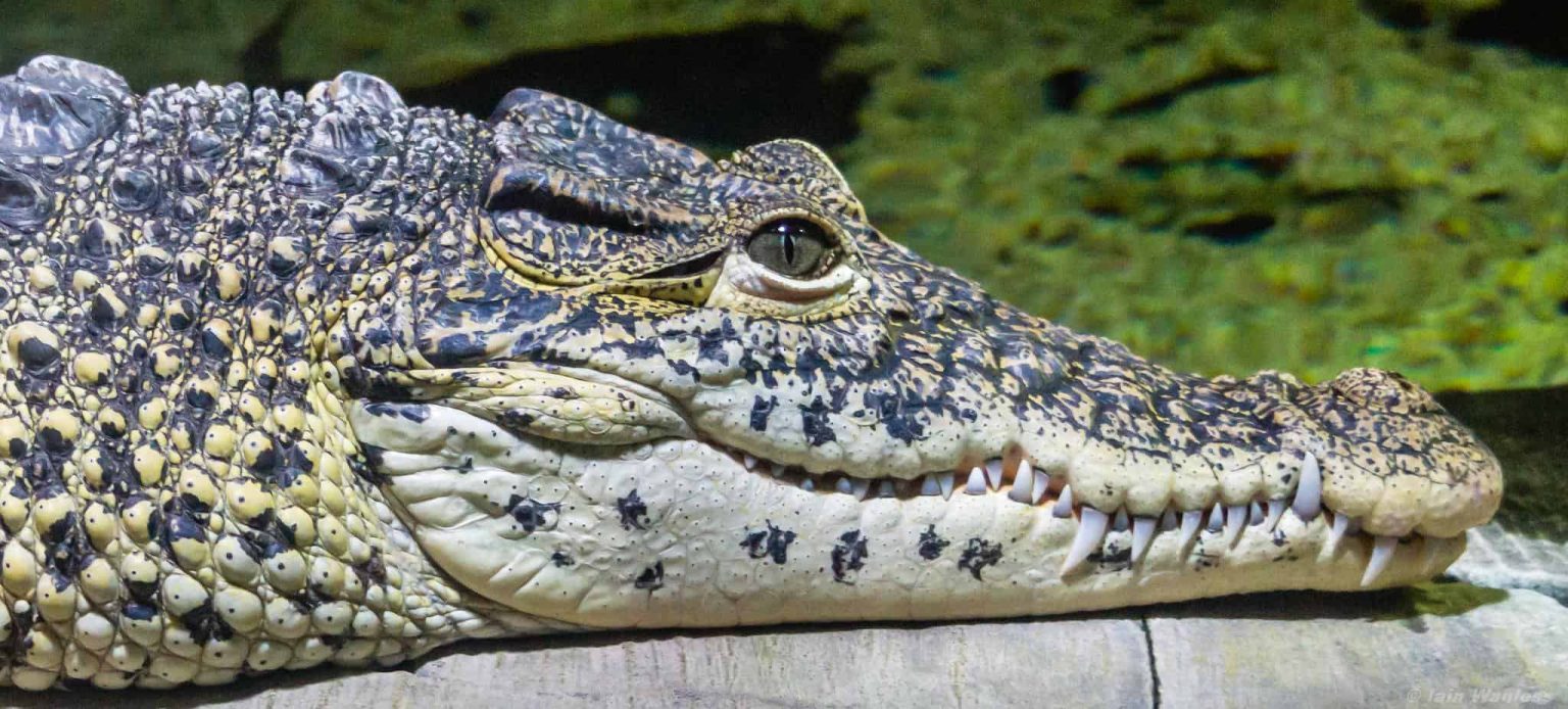 What Color Are Alligators Eyes?