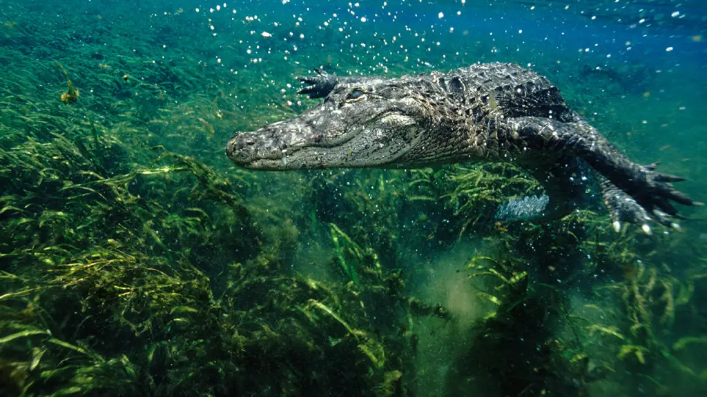 alligator 16x9
