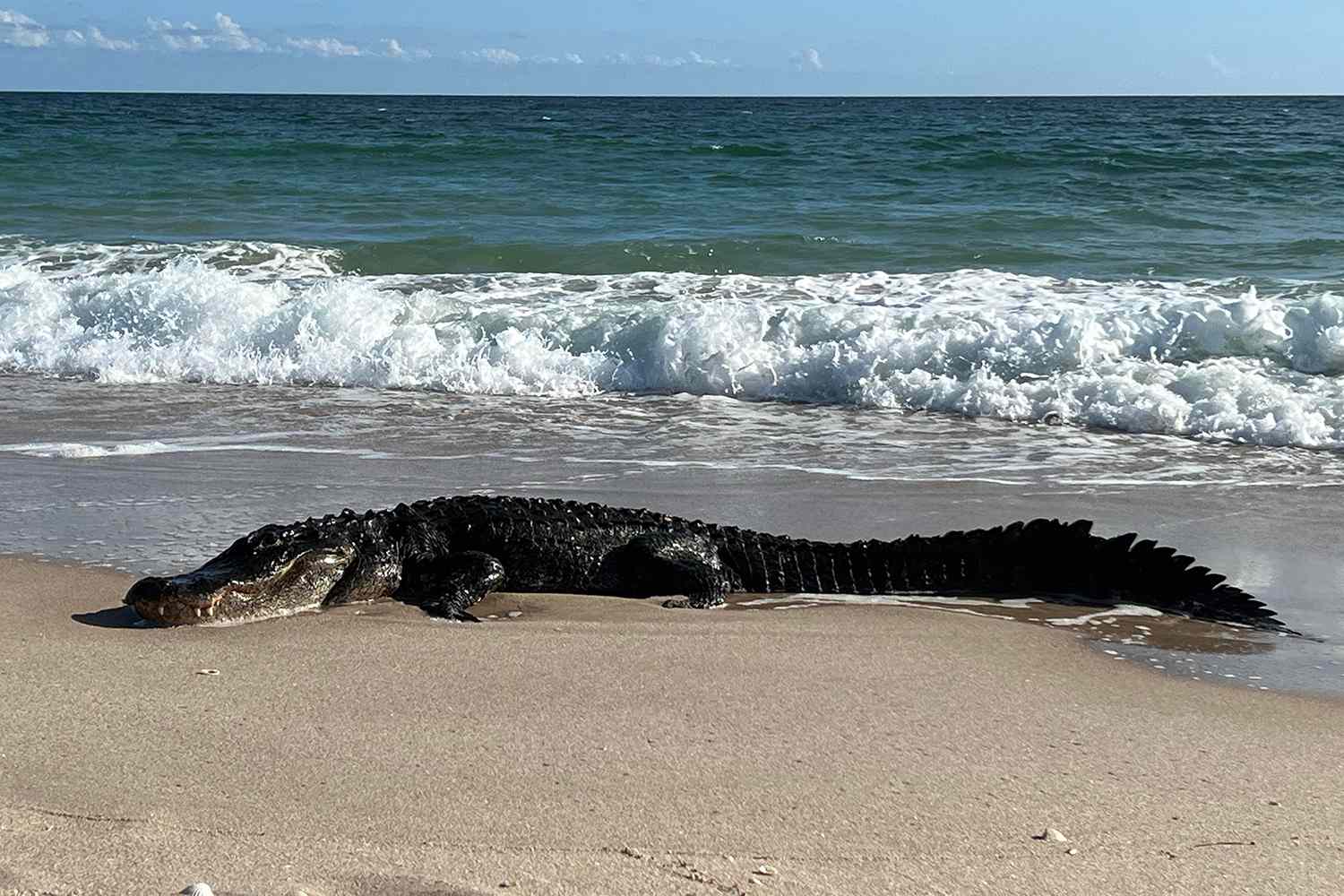 Are Alligators in the Ocean?