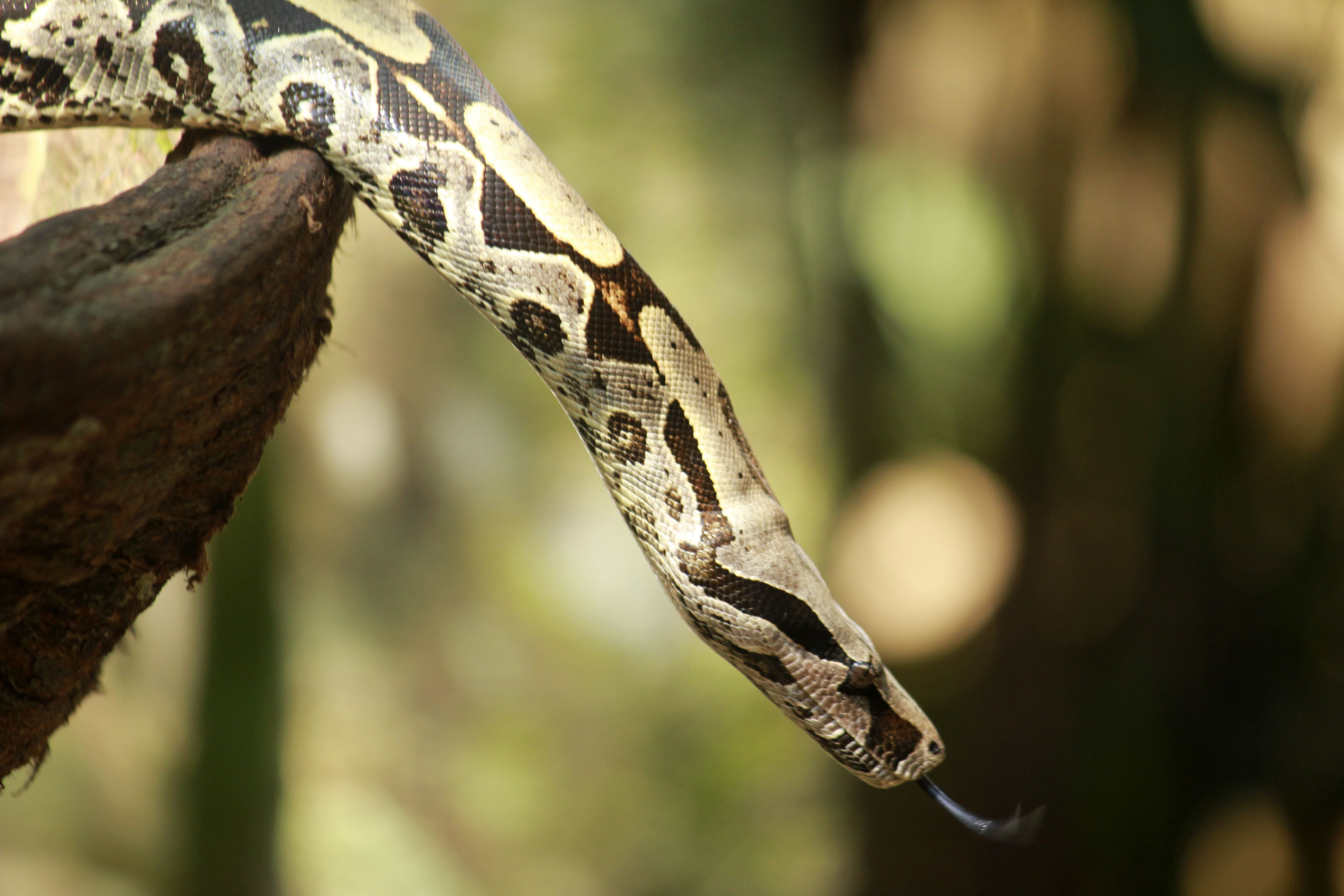 10 Surprising Benefits of Owning a Boa Constrictor