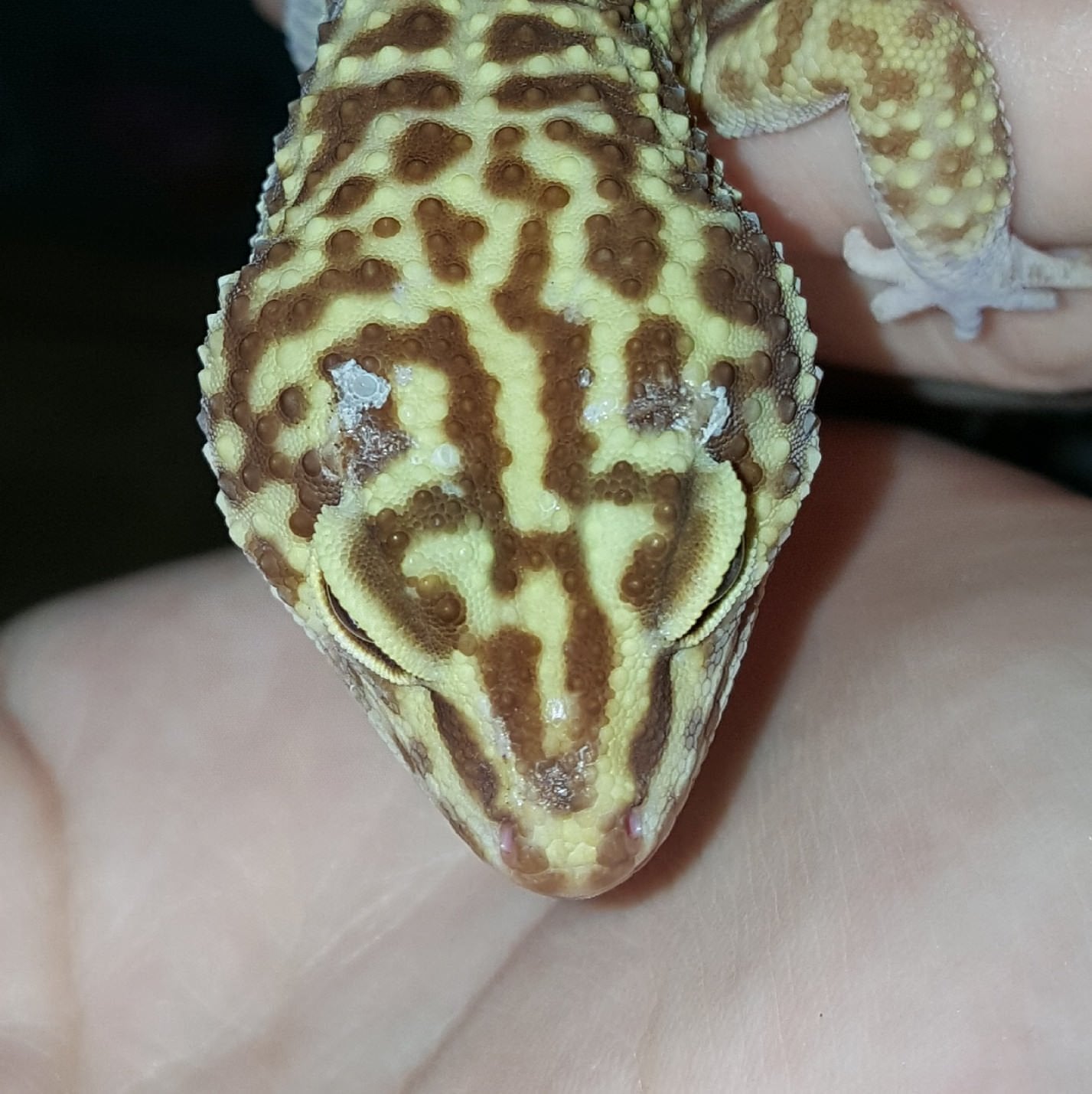 Why is My Leopard Gecko Rubbing Against Things?
