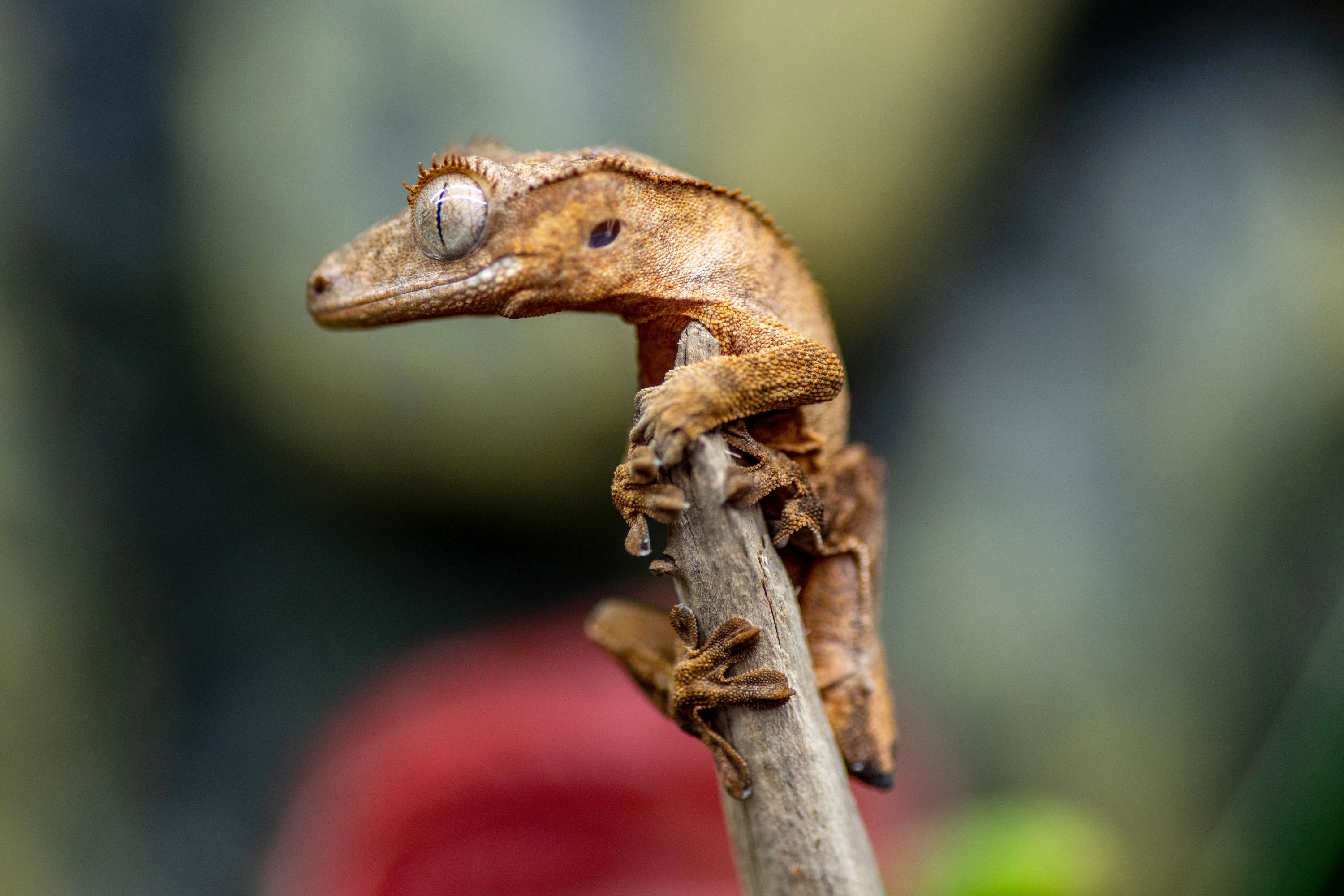 Are Crested Geckos Good Pets?