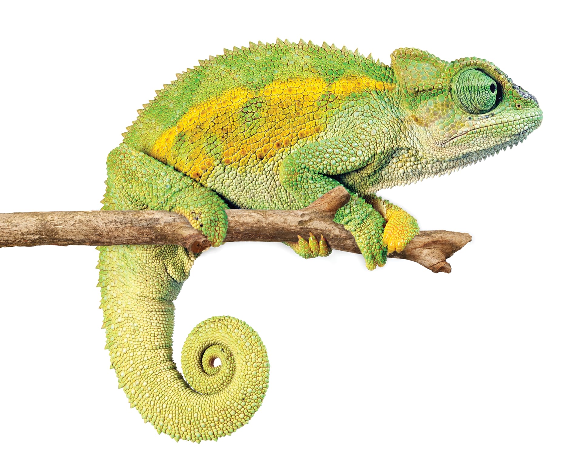 Can Chameleons Survive in Cold Weather?
