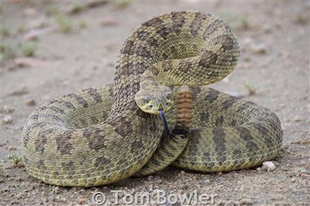 Are Rattlesnakes In Montana?