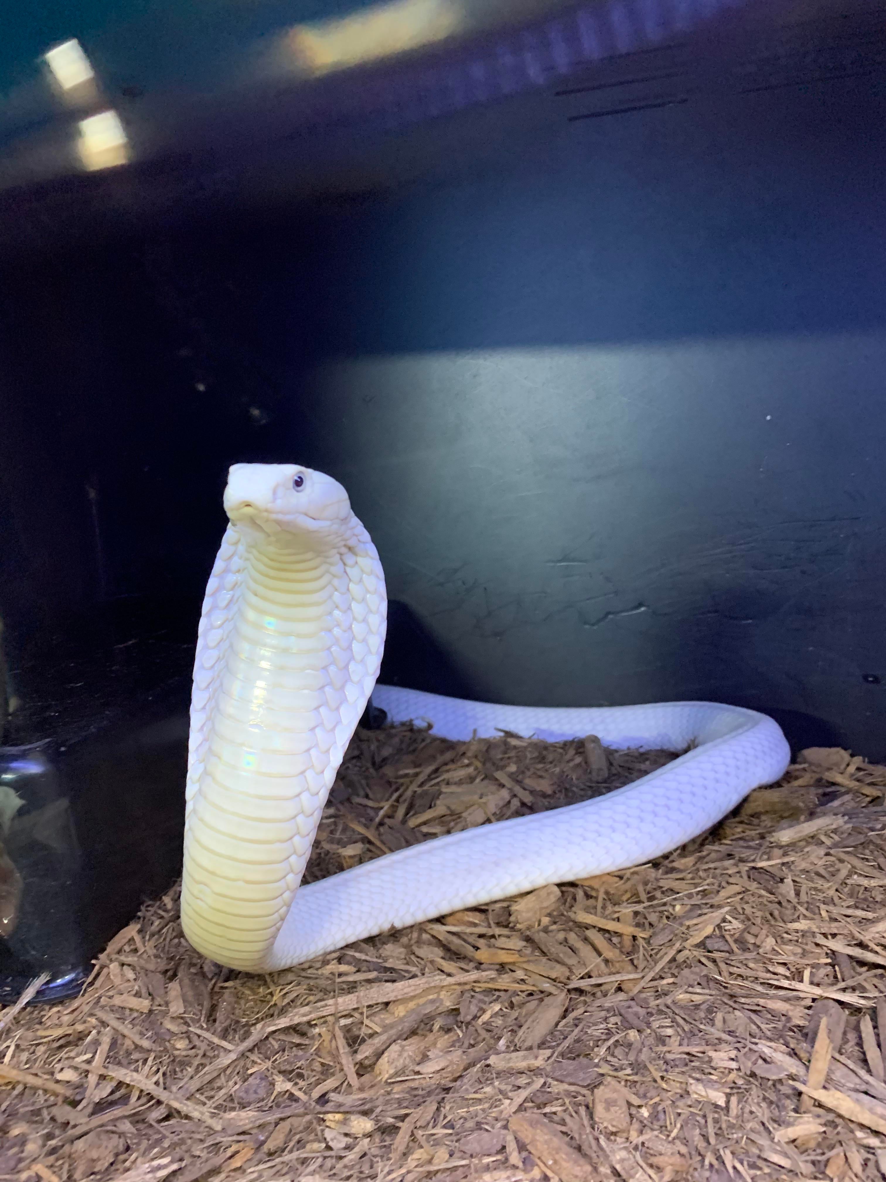 How Much Does a White King Cobra Cost?