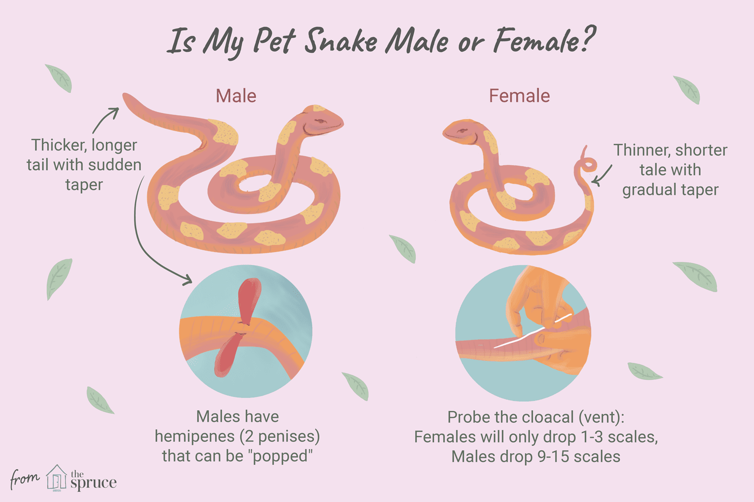 How to Tell if a Rattlesnake is Male or Female?