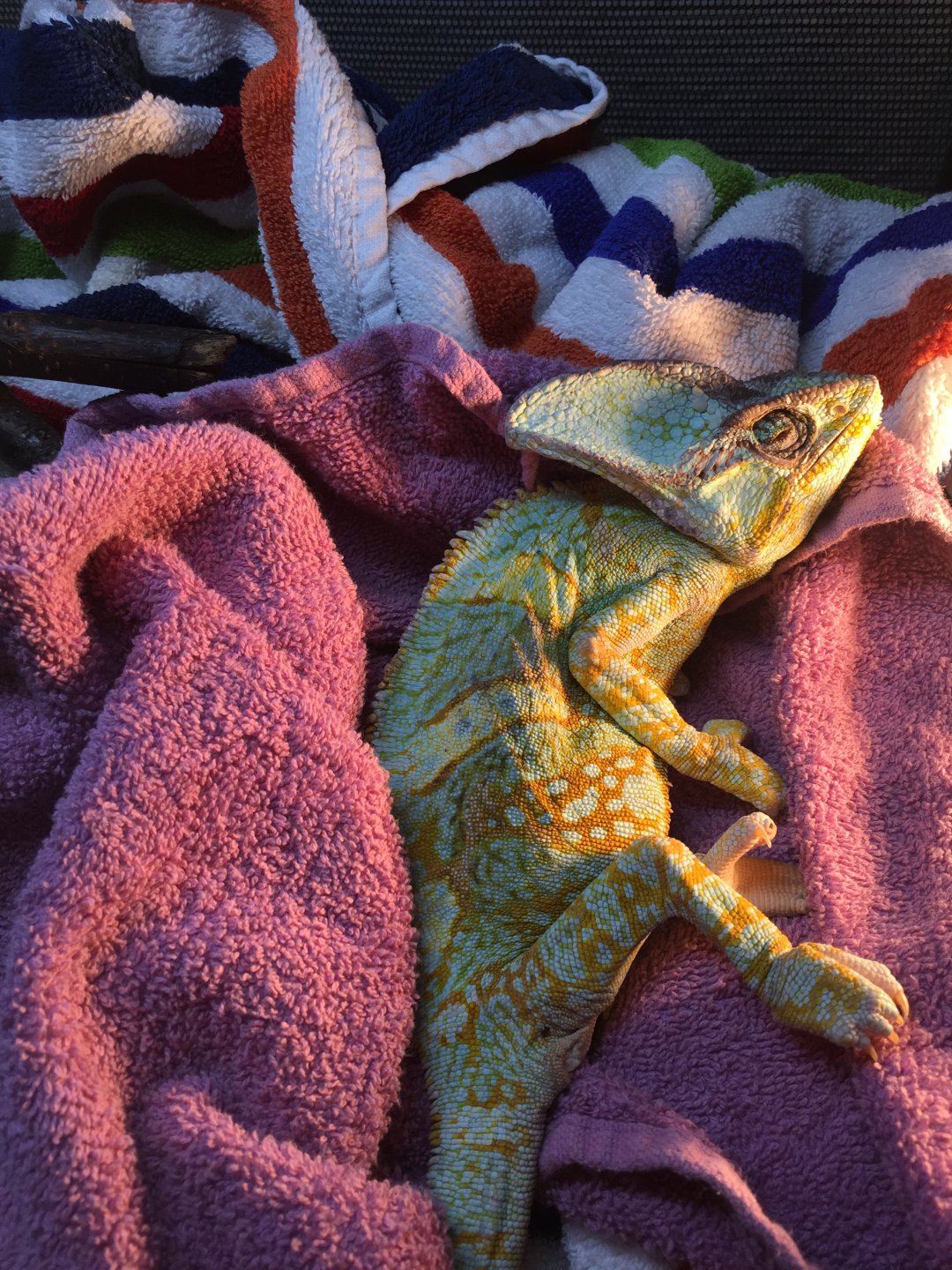 How Do I Know if My Chameleon is Cold?
