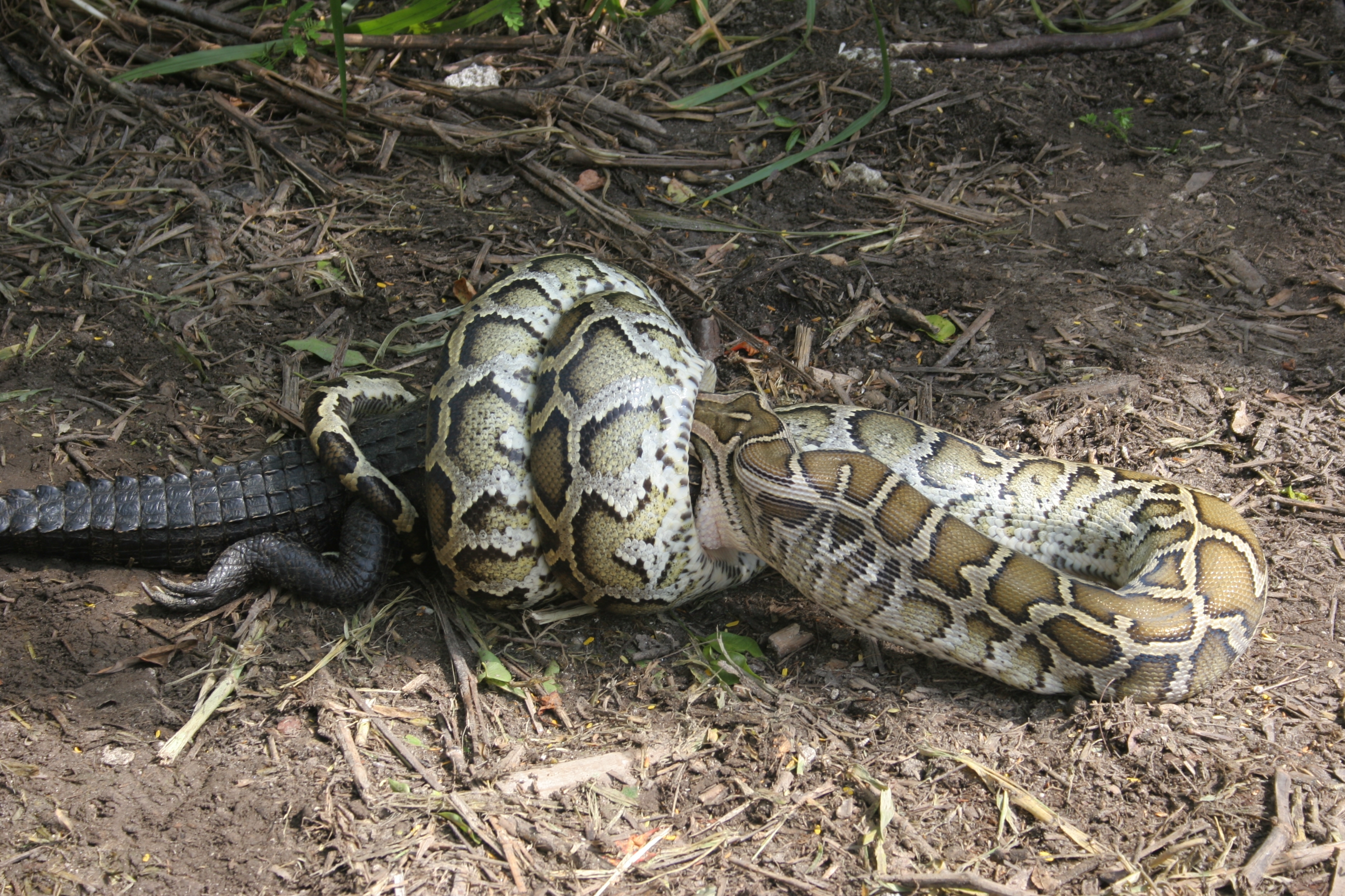 How Are the Burmese Pythons Damaging the Everglades?