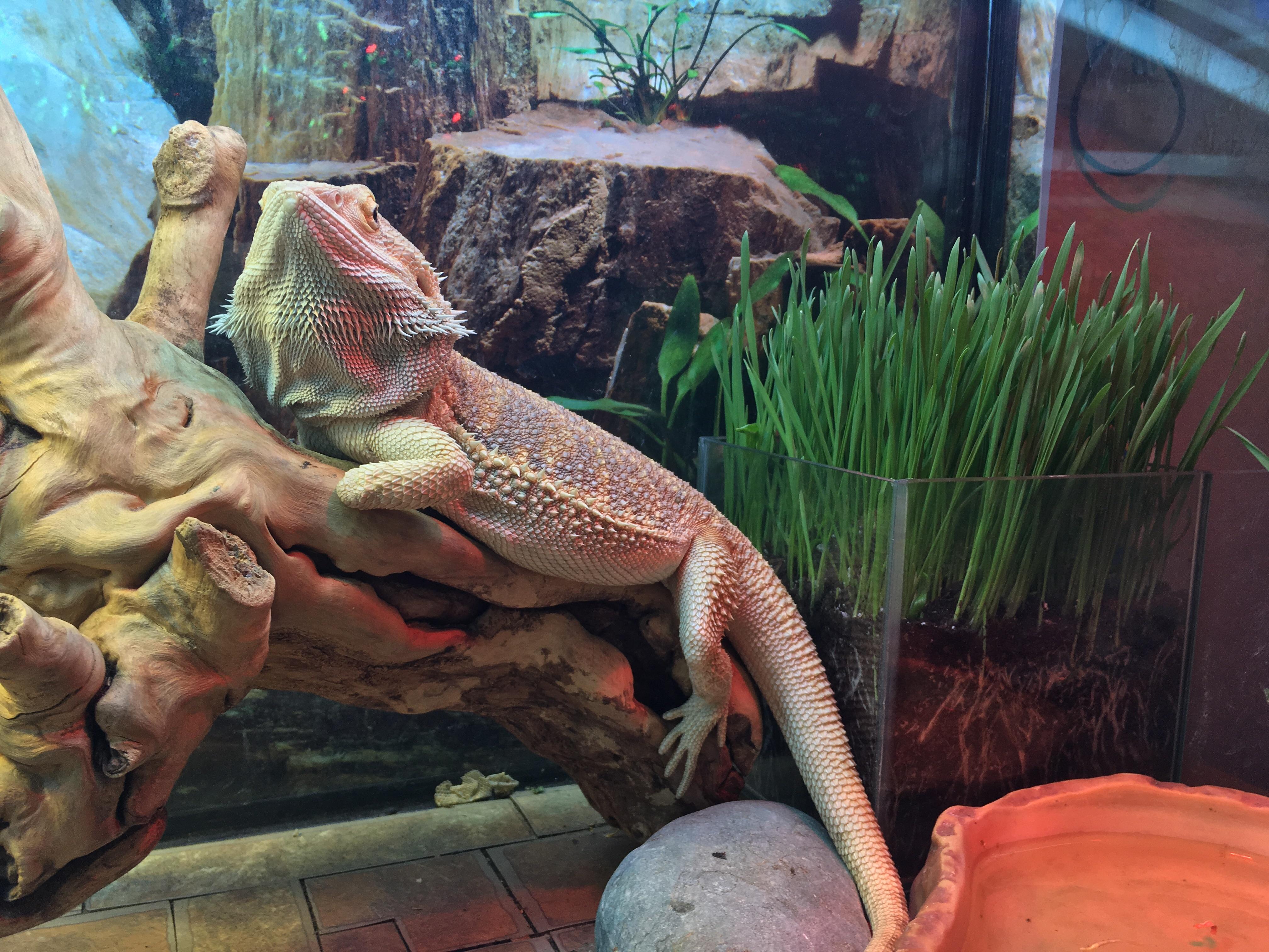 Can Bearded Dragons Eat Wheat Grass?
