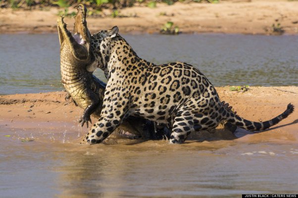 Do Jaguars Eat Alligators?