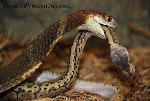 Can a King Snake Kill a Cobra?