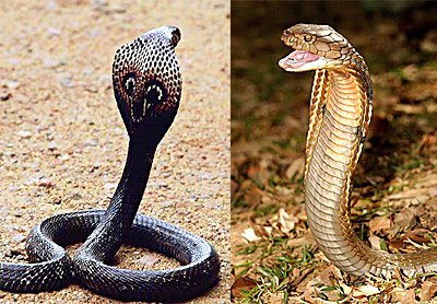 Why is the King Cobra Not a True Cobra?
