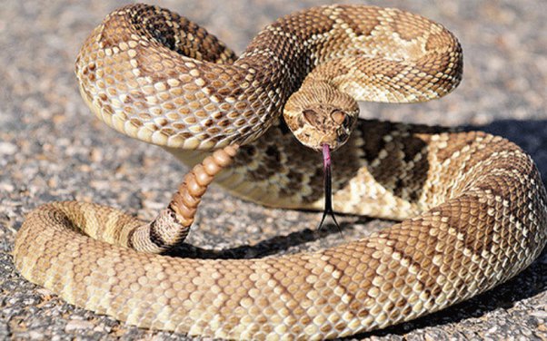 How Do You Say Rattlesnake in Spanish?
