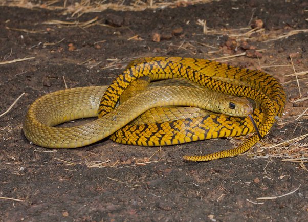 Can King Cobras Mate With Other Snakes?