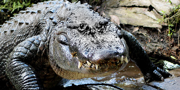 Is the American Alligator Endangered?