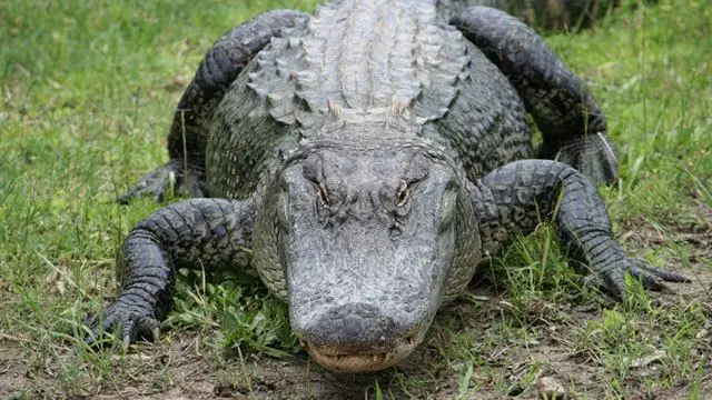 Is It Illegal to Kill an Alligator in Florida?