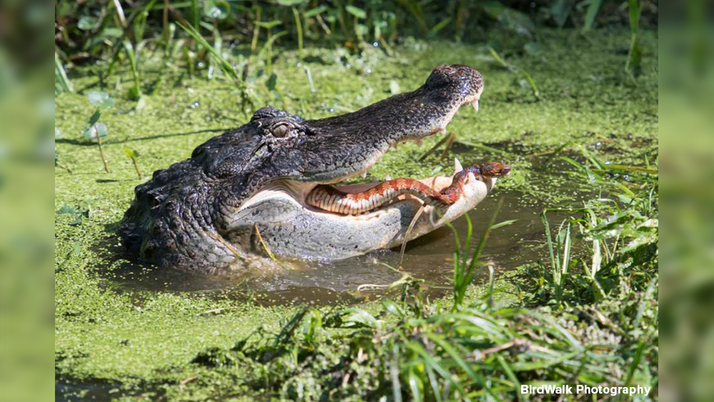 How Common Are Alligators in Florida?