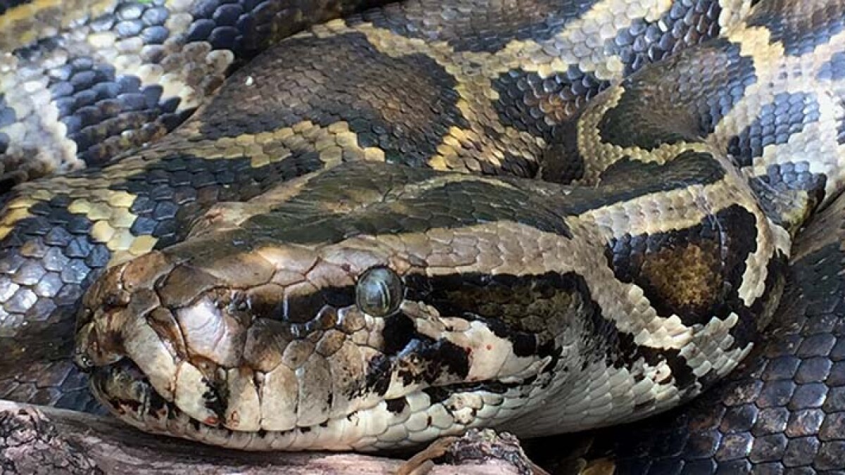 How to Get Rid of Burmese Pythons in the Everglades?