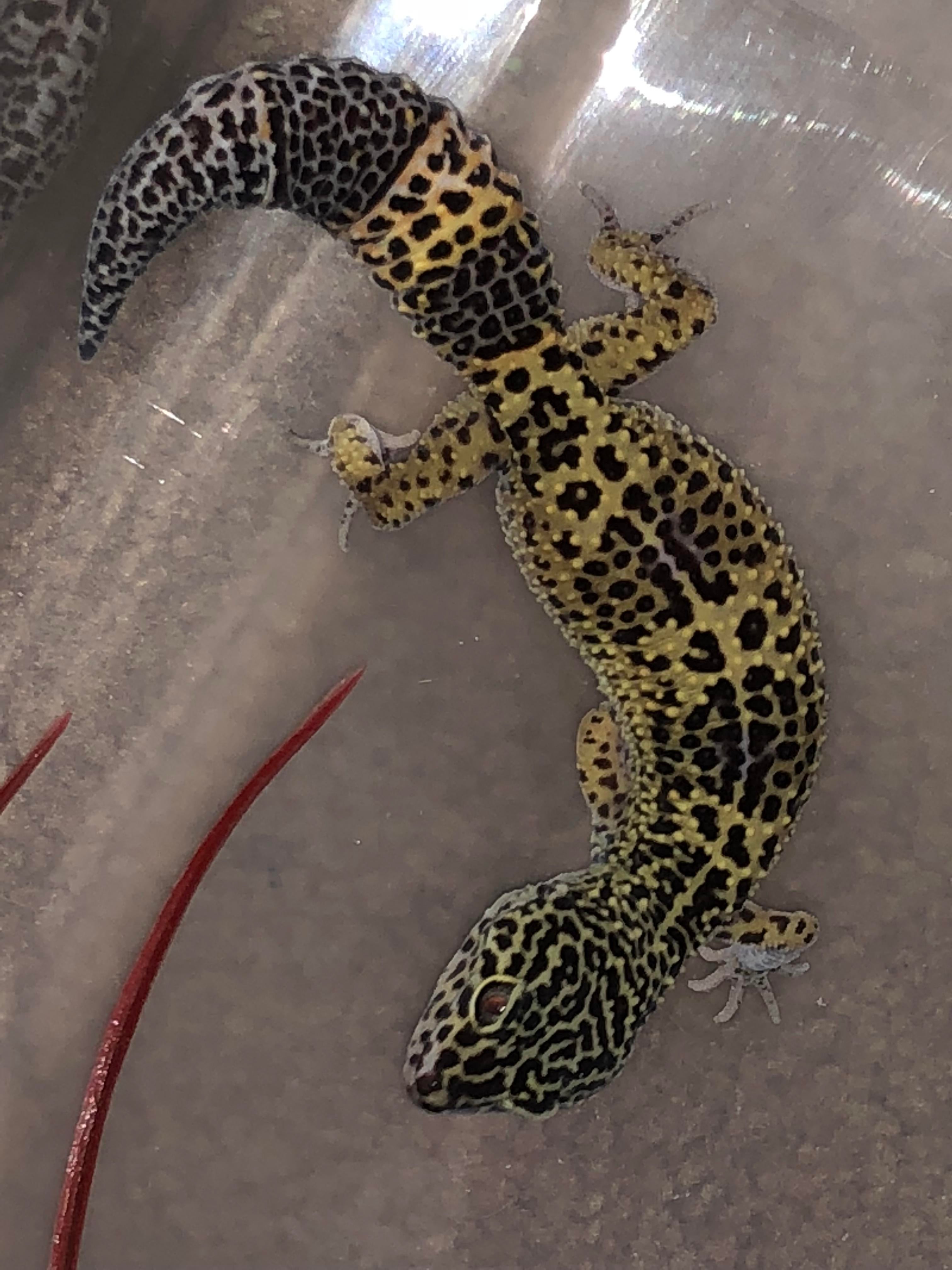 Is Reptisoil Safe for Leopard Geckos?