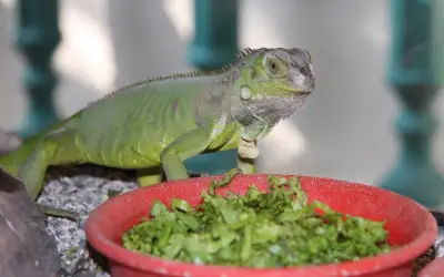 green iguana feeding