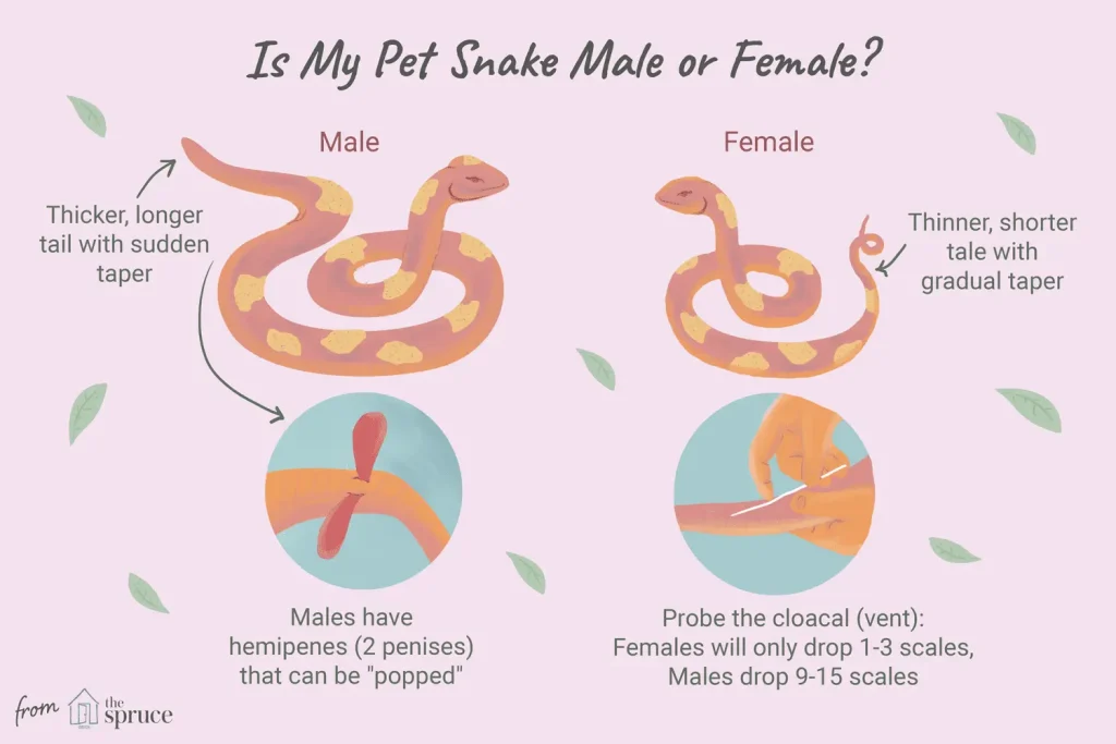 how to tell sex of snakes 1239488 FINAL 5baba66b46e0fb0025ee92cc