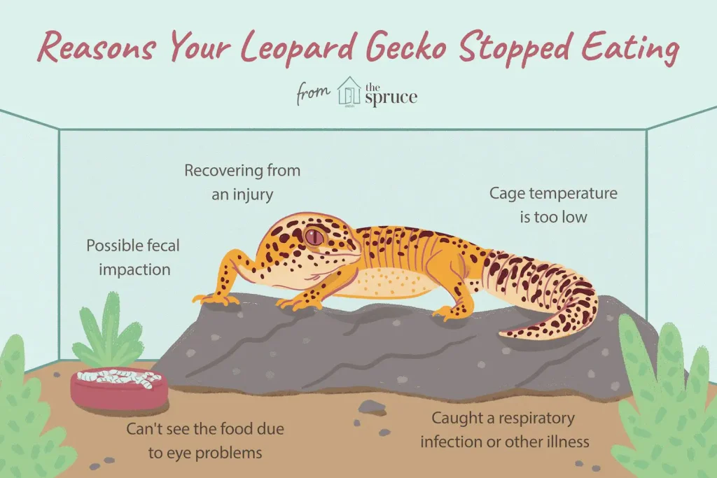 leopard gecko will not eat bd41b684f10748758734f4841a229799
